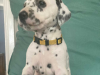 Photo №1. dalmatian dog - for sale in the city of Munich | 317$ | Announcement № 69778