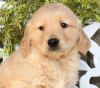 Photo №2 to announcement № 103932 for the sale of golden retriever - buy in Cyprus from the shelter