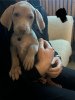 Photo №1. non-pedigree dogs - for sale in the city of Wuppertal | 317$ | Announcement № 103547