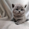 Photo №1. british shorthair - for sale in the city of Miami | 250$ | Announcement № 53186