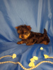 Photo №2 to announcement № 19793 for the sale of beaver yorkshire terrier - buy in Belarus 