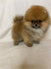 Photo №2 to announcement № 110353 for the sale of pomeranian - buy in Germany 