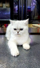 Photo №2 to announcement № 19426 for the sale of british shorthair - buy in Germany private announcement