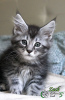 Photo №3. Maine Coon boy of gorgeous color. Russian Federation