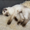 Additional photos: Ragdoll