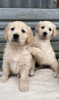 Photo №1. golden retriever - for sale in the city of Berlin | 423$ | Announcement № 121055