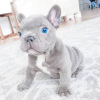Photo №2 to announcement № 66237 for the sale of french bulldog - buy in Germany private announcement, breeder