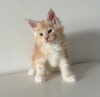 Photo №2 to announcement № 116975 for the sale of maine coon - buy in Switzerland private announcement