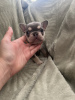 Photo №1. french bulldog - for sale in the city of New York | 550$ | Announcement № 120940