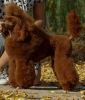 Additional photos: Toy Poodle puppies for sale