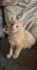 Photo №2 to announcement № 107964 for the sale of maine coon - buy in United States breeder