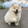 Photo №1. chow chow - for sale in the city of Warsaw | negotiated | Announcement № 100260