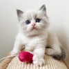 Photo №2 to announcement № 53161 for the sale of ragdoll - buy in United States private announcement