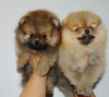 Additional photos: Pomeranian Spitz puppies, mini boo.