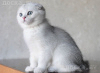 Photo №1. scottish fold - for sale in the city of Boat | 1065$ | Announcement № 13432