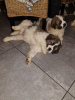 Photo №3. St Bernard puppies for sale. Germany