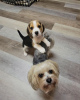 Photo №3. beagle puppies for sale. Vaccinated,. Germany