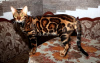 Photo №1. Mating service - breed: bengal cat. Price - 250$