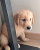 Photo №1. golden retriever - for sale in the city of Villach | negotiated | Announcement № 96447