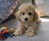 Photo №2 to announcement № 54316 for the sale of poodle (royal) - buy in Serbia private announcement