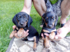Photo №1. dachshund - for sale in the city of Minsk | 113$ | Announcement № 63870
