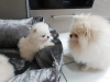 Photo №4. I will sell pomeranian in the city of Oss. private announcement - price - 423$