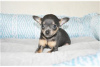 Photo №3. Adorable Chihuahua Puppies for free adoption. Germany