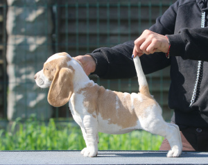 Photo №2 to announcement № 2902 for the sale of beagle - buy in Belarus from nursery