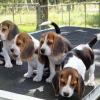 Photo №1. beagle - for sale in the city of Melbourne | negotiated | Announcement № 111729