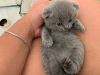 Photo №3. Clean Scottish Fold kittens for sale in Germany. Germany