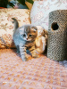 Photo №4. I will sell scottish fold in the city of Шатура. private announcement - price - 204$