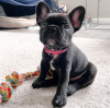 Photo №2 to announcement № 87221 for the sale of french bulldog - buy in United States from the shelter