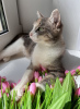 Photo №4. I will sell exotic shorthair in the city of Minsk. from the shelter - price - Is free