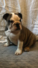 Photo №2 to announcement № 111117 for the sale of english bulldog - buy in United States private announcement