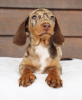 Photo №1. dachshund - for sale in the city of Freiburg | 634$ | Announcement № 98345