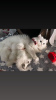 Photo №1. persian cat - for sale in the city of Munich | negotiated | Announcement № 56610