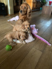 Photo №3. Healthy Cocker Spaniel puppies ready for Adoption. Netherlands