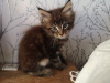 Photo №3. Lovely Maine Coon kittens for sale with documents. Netherlands