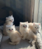 Photo №1. persian cat - for sale in the city of St. Petersburg | Is free | Announcement № 124310