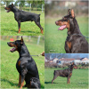 Additional photos: Doberman puppies for sale