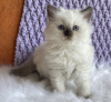 Photo №2 to announcement № 104314 for the sale of ragdoll - buy in United States private announcement