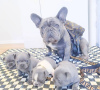 Photo №2 to announcement № 104677 for the sale of french bulldog - buy in Australia private announcement