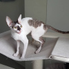 Photo №4. I will sell cornish rex in the city of Kaliningrad. from nursery - price - 710$