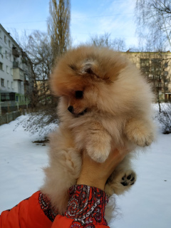 Photo №3. pomeranian spitz boys. Ukraine