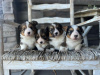 Photo №4. I will sell welsh corgi in the city of Филадельфия. private announcement, breeder - price - negotiated