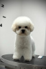 Additional photos: Bichon Frize female puppy