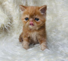 Photo №1. persian cat - for sale in the city of Englewood | 280$ | Announcement № 122955