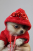 Photo №2 to announcement № 83989 for the sale of pomeranian - buy in Serbia breeder
