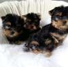 Photo №2 to announcement № 113457 for the sale of english toy terrier - buy in United States breeder