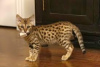 Photo №1. savannah cat - for sale in the city of Антверпен | Is free | Announcement № 93581